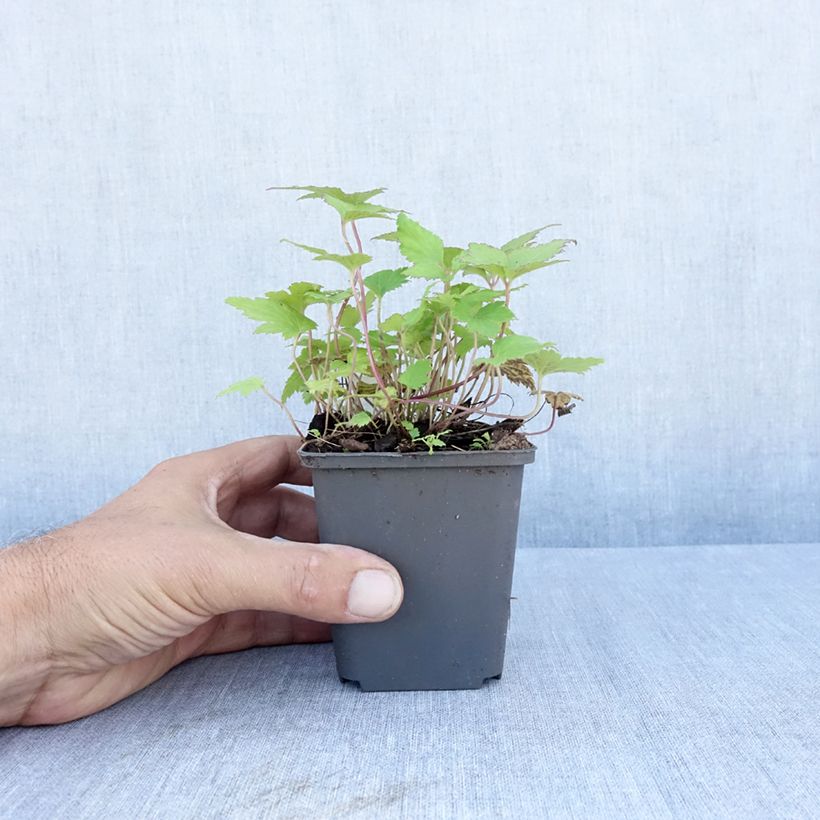 Amostra de Anémona-do-japão Bressingham Glow - Anemone × hybrida Vaso de 8/9 cm tal como entregue no verão