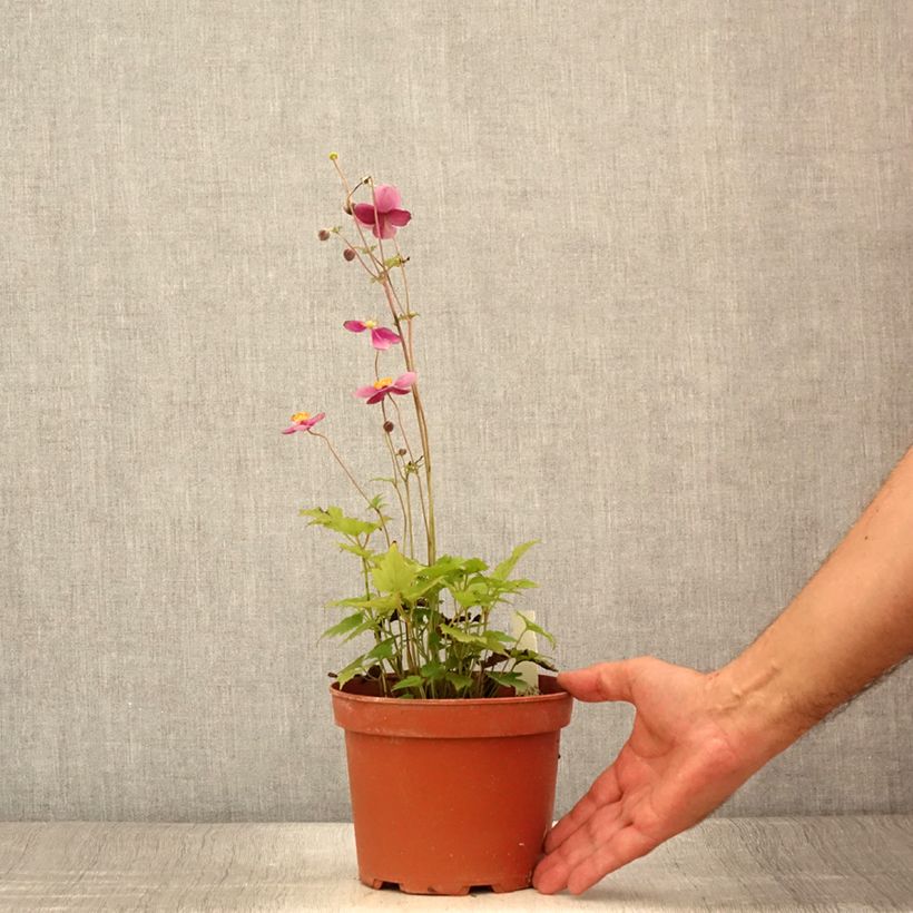 Amostra de Anémona-do-japão Crispa - Anemone hupehensis Vaso de 2 L/3 L tal como entregue no verão