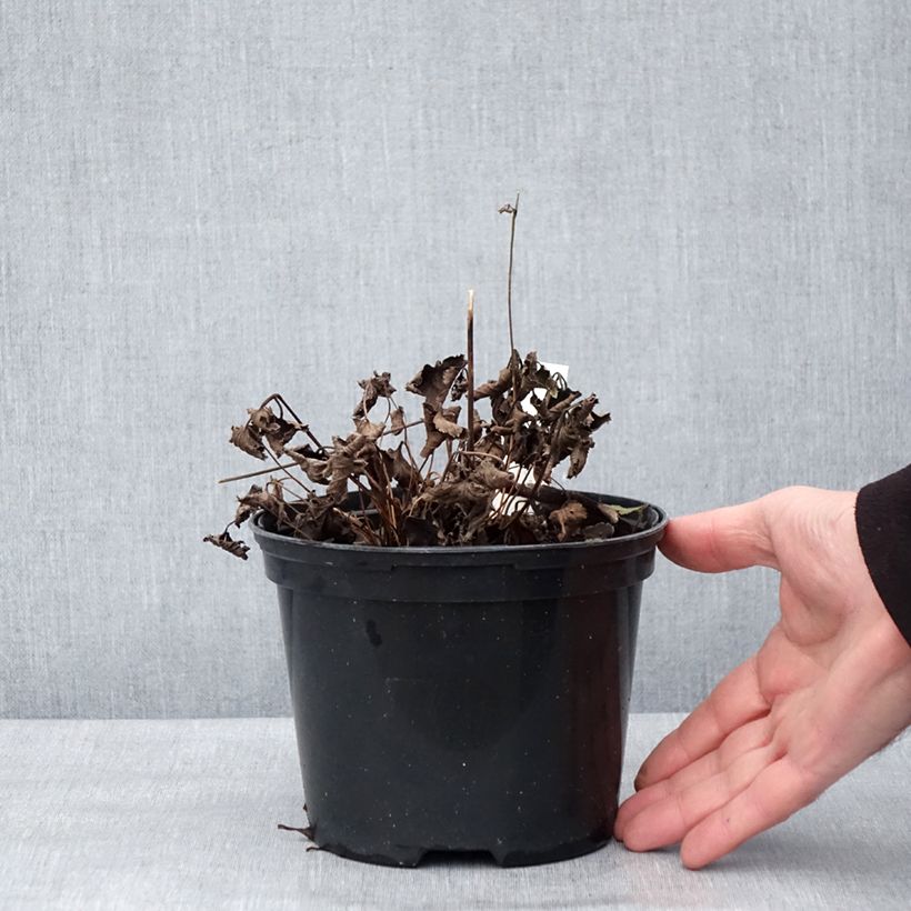 Amostra de Anémone du Japon Crispa (Lady Gilmour) Pot de 2L/3L tal como entregue no inverno