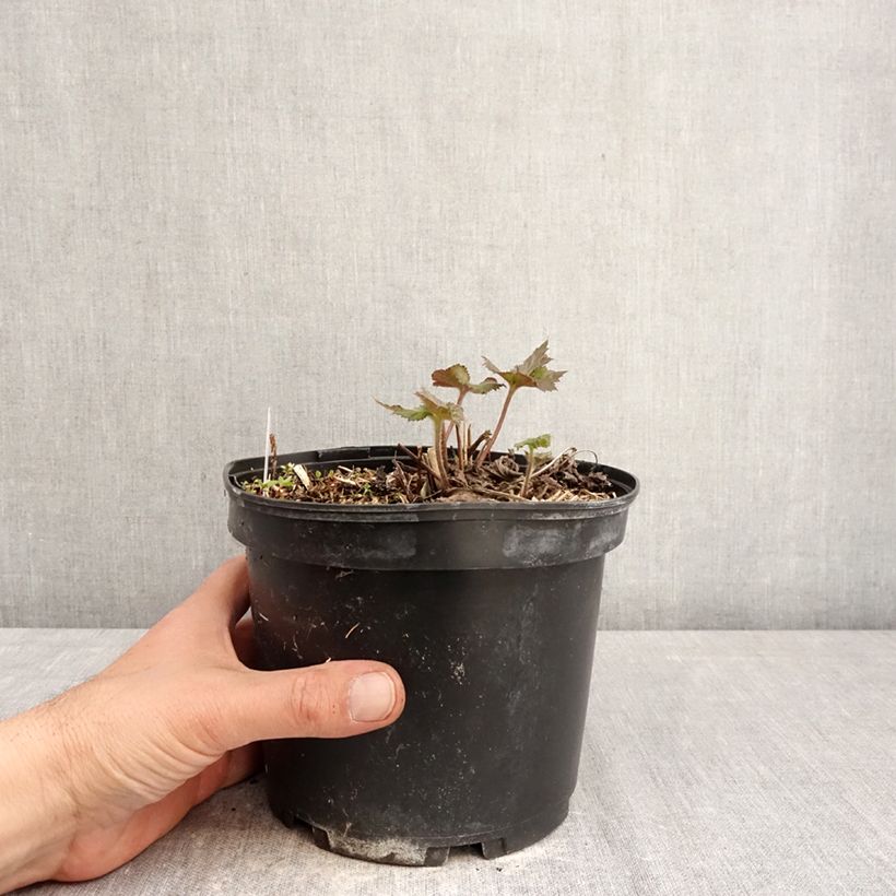 Amostra de Anémona-do-japão Crispa - Anemone hupehensis Vaso de 2 L/3 L tal como entregue na primavera