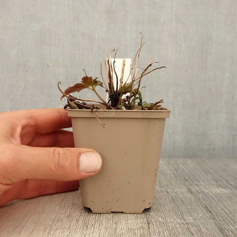 Amostra de Anémona-do-japão Fall in Love Sweetly - Anemone Vaso de 8/9 cm tal como entregue na primavera