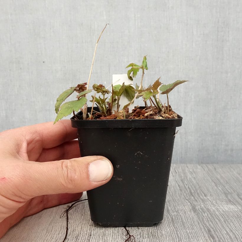 Amostra de Anémona-do-japão Fantasy Ariel - Anemone hupehensis Vaso de 8/9 cm tal como entregue na primavera