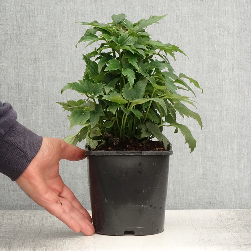 Amostra de Anémona-do-japão Fantasy Ariel - Anemone hupehensis Vaso de 2 L/3 L tal como entregue no verão