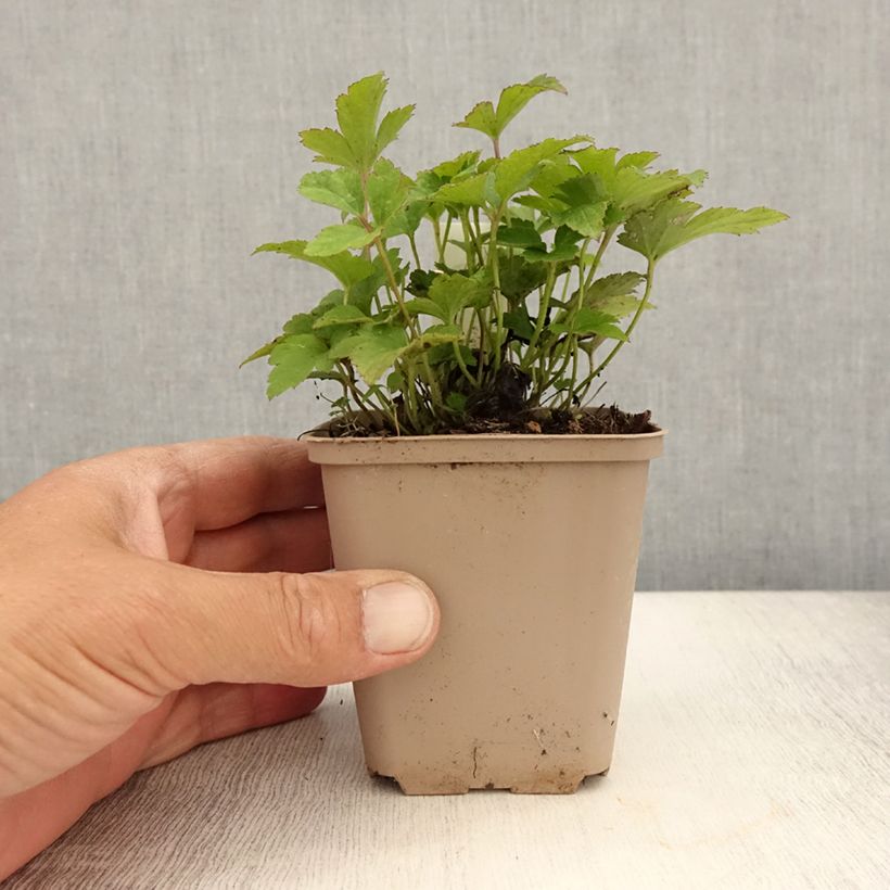 Amostra de Anémona-do-japão Fantasy Cinderella - Anemone × hybrida Vaso de 8/9 cm tal como entregue no verão