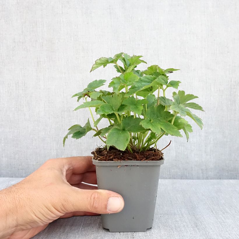 Amostra de Anémona-do-japão Fantasy Jasmine - Anemone × hybrida Vaso de 8/9 cm tal como entregue no verão
