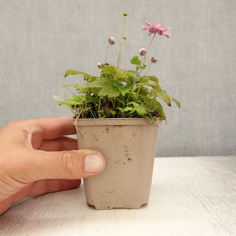 Amostra de Anémona-do-japão Fantasy Pocahontas - Anemone hupehensis var. japonica Vaso de 8/9 cm tal como entregue no verão