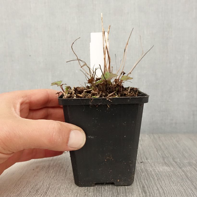 Amostra de Anémona-do-japão Fantasy Red Riding Hood - Anemone hupehensis Vaso de 8/9 cm tal como entregue na primavera