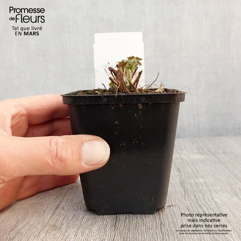 Amostra de Anémona-do-japão Frilly Knickers - Anemone × hybrida Vaso de 8/9 cm tal como entregue na primavera