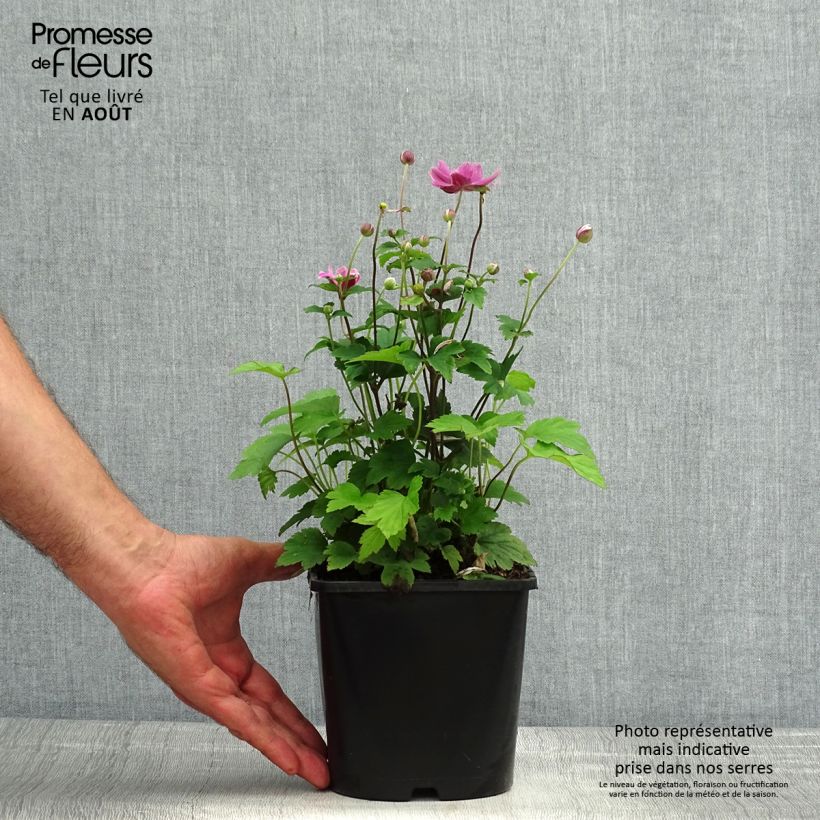Amostra de Anémona-do-japão Pamina - Anemone hupehensis var. japonica Vaso de 1 L/1,5 L tal como entregue no verão