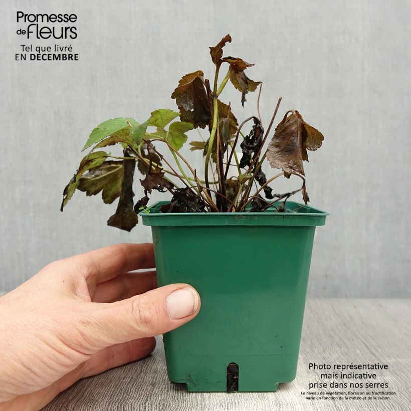 Amostra de Anémone du Japon Pamina - Anemone hupehensis var. japonica Vaso de 1 L/1,5 L tal como entregue no inverno