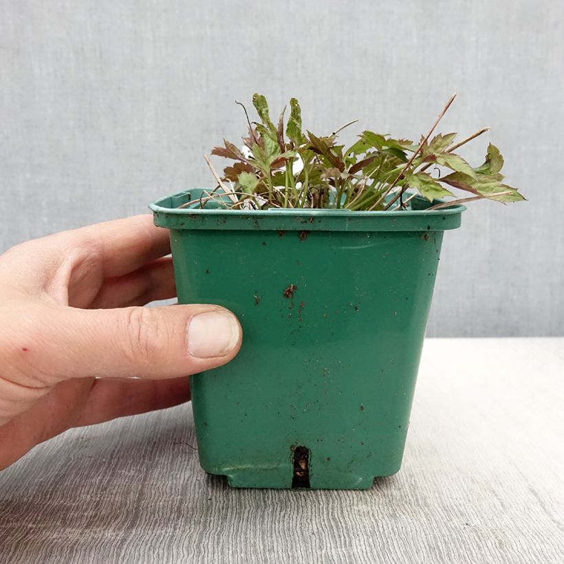 Amostra de Anémona-do-japão Pamina - Anemone hupehensis var. japonica Vaso de 1 L/1,5 L tal como entregue na primavera