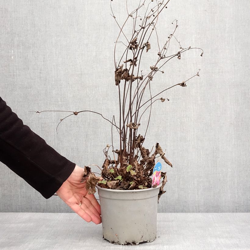 Amostra de Anémone du Japon Pamina - Anemone hupehensis var. japonica Vaso de 3 L/4 L tal como entregue no inverno