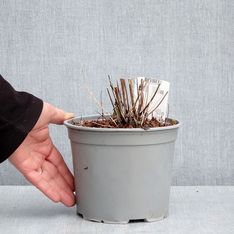 Amostra de Anémona-do-japão Pamina - Anemone hupehensis var. japonica Vaso de 3 L/4 L tal como entregue na primavera