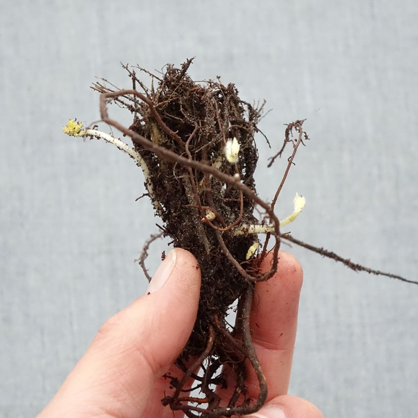 Amostra de Anémone du Japon Pamina - Anemone hupehensis var. japonica Raízes nuas tal como entregue no inverno