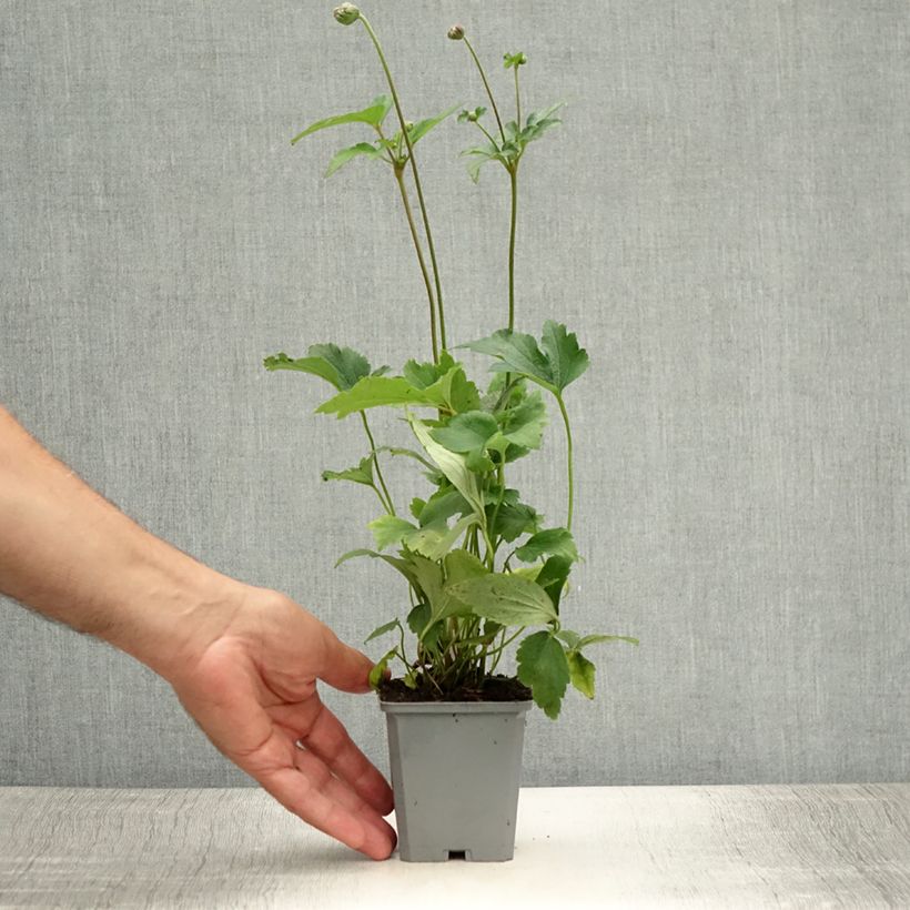 Amostra de Anémona-do-japão Prinz Heinrich - Anemone hupehensis Vaso de 8/9 cm tal como entregue no verão