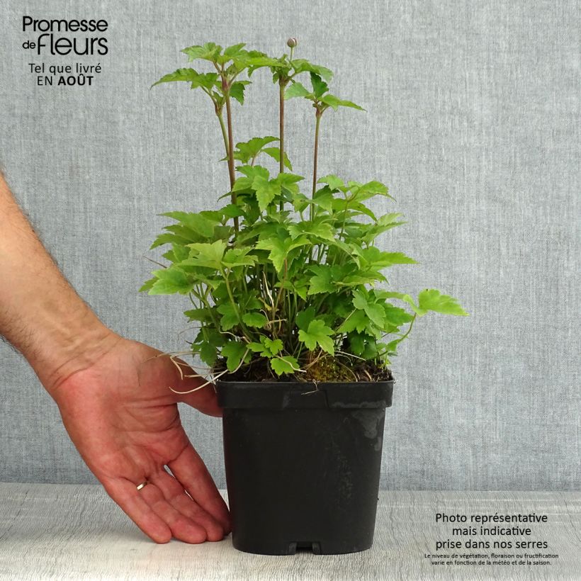 Amostra de Anémona-do-japão Prinz Heinrich - Anemone hupehensis Vaso de 2 L/3 L tal como entregue no verão
