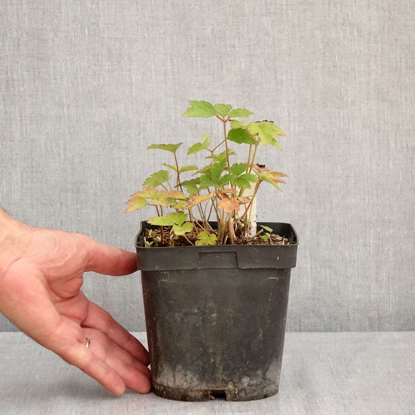 Amostra de Anémona-do-japão Robustissima - Anemone tomentosa Vaso de 1,5 L/2 L tal como entregue no verão