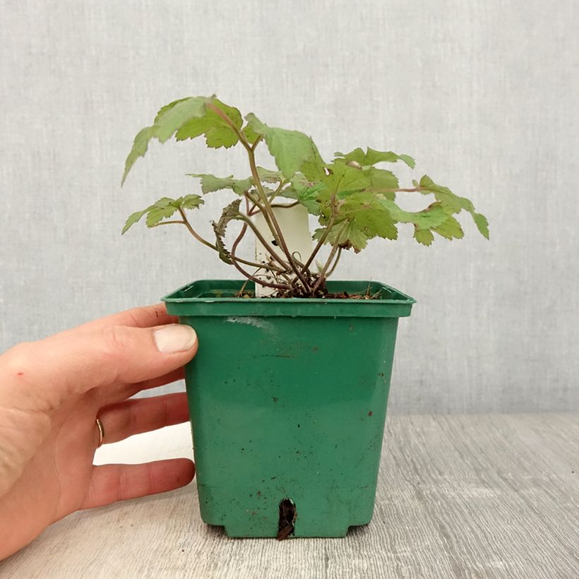 Amostra de Anémona-do-japão Robustissima - Anemone tomentosa Vaso de 1,5 L/2 L tal como entregue na primavera