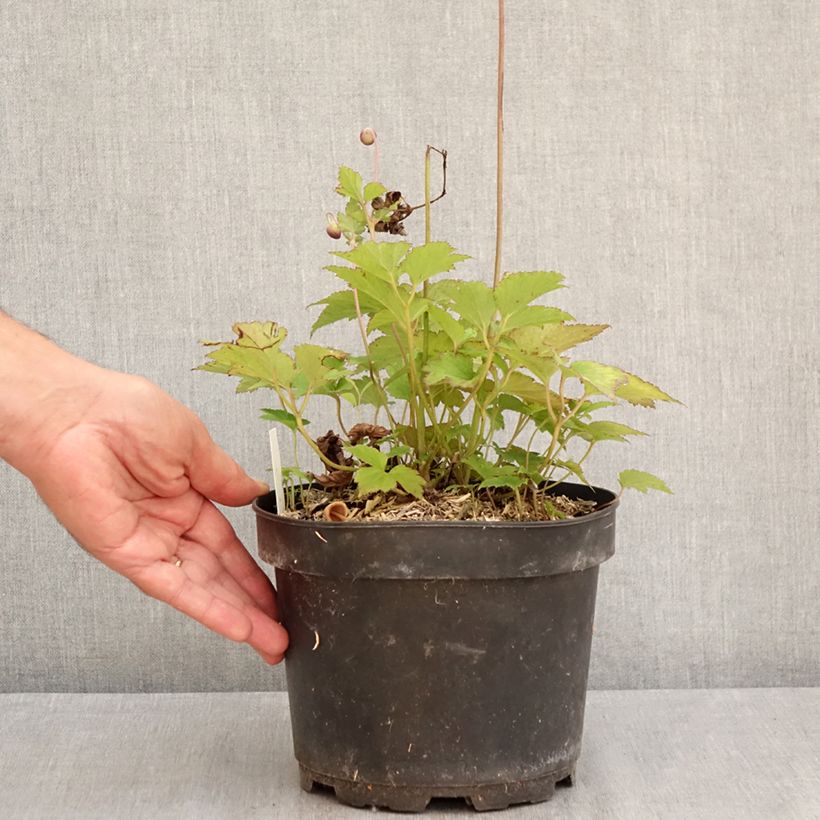 Amostra de Anémona-do-japão Praecox - Anemone hupehensis Vaso de 2 L/3 L tal como entregue no verão