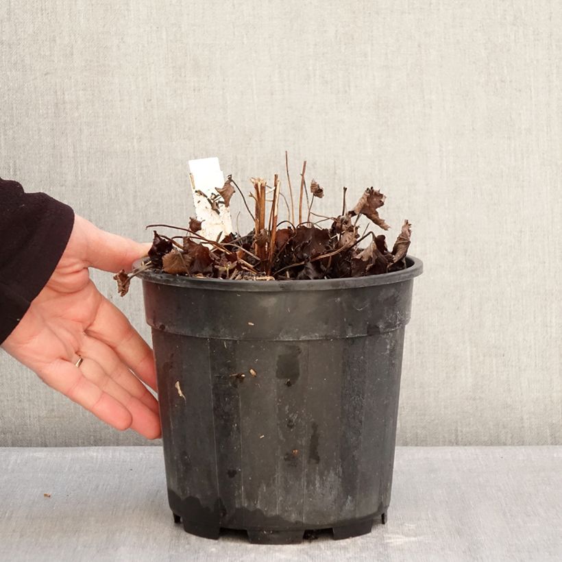 Amostra de Anémona-do-japão Praecox - Anemone hupehensis Vaso de 2 L/3 L tal como entregue no inverno