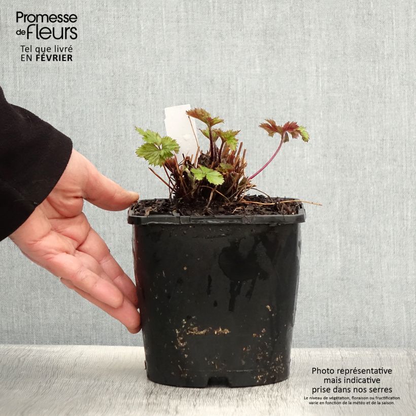 Amostra de Anemone hybride Elfin Swan - Anémone japonaise. Vaso de 2 L/3 L tal como entregue no inverno