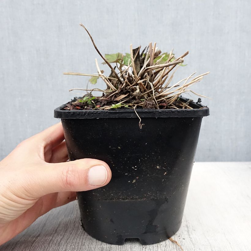 Amostra de Anémona-do-japão Elfin Swan - Anemone Vaso de 2 L/3 L tal como entregue na primavera