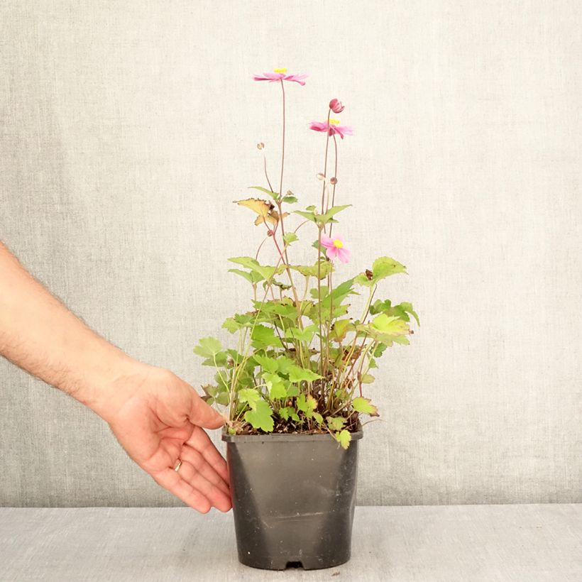 Amostra de Anemone hybride Royal Blush Vaso de 1,5 L/2 L tal como entregue no verão