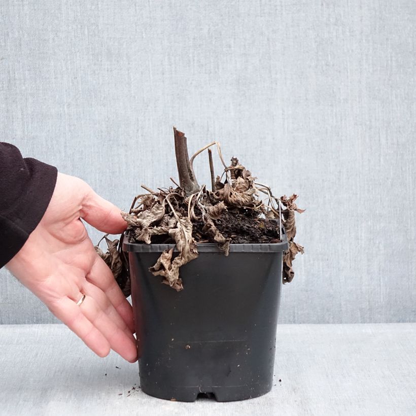 Amostra de Anémona-do-Japão Royal Blush - Anemone Vaso de 1,5 L/2 L tal como entregue no inverno