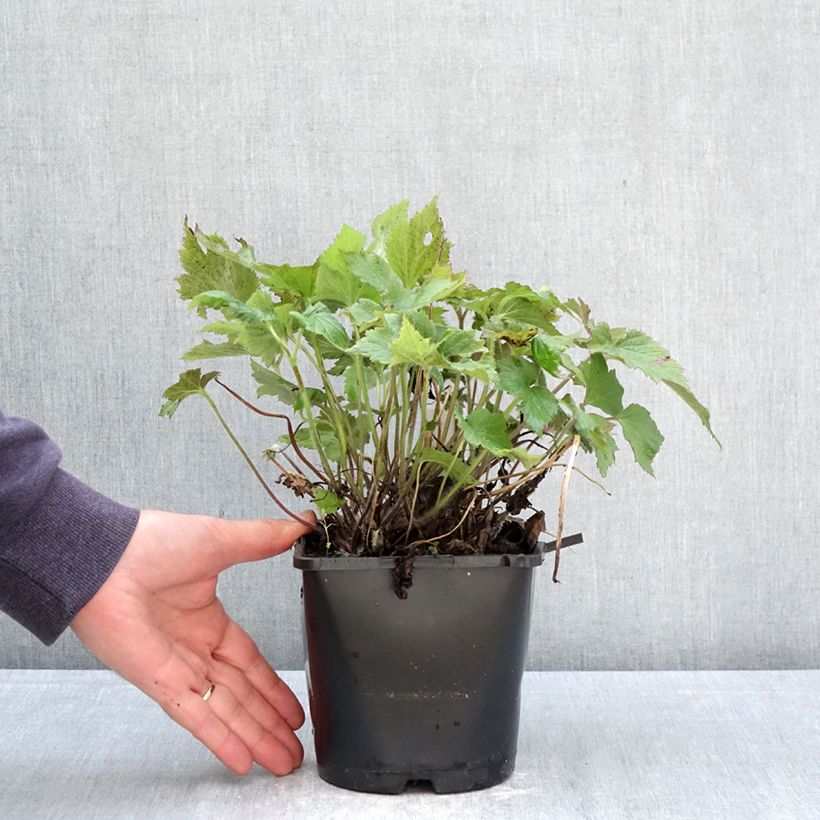 Amostra de Anémona-do-Japão Royal Blush - Anemone Vaso de 1,5 L/2 L tal como entregue na primavera