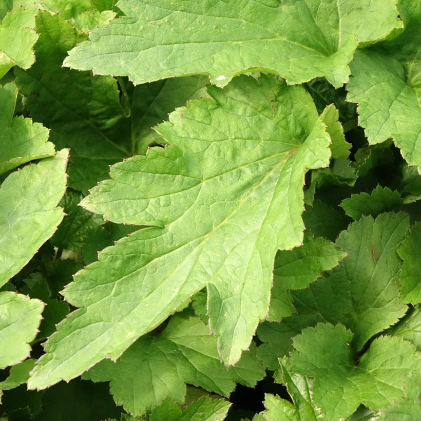 Anémona-do-Japão Royal Pink - Anemone (Folhagem)