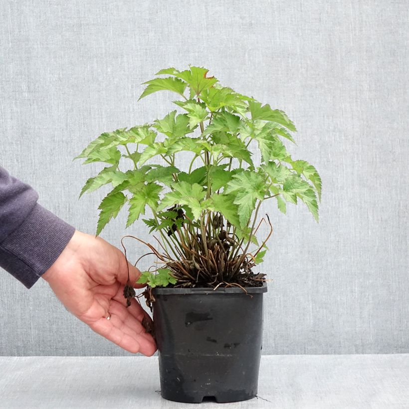 Amostra de Anemone hybride Royal Pink Pot de 1,5L/2L tal como entregue na primavera