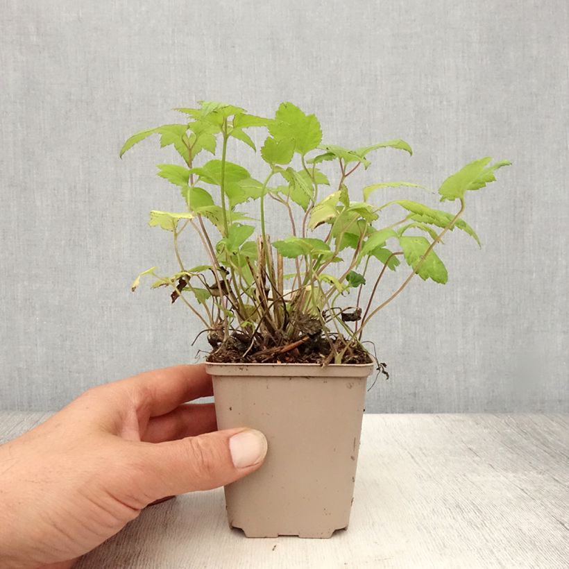 Amostra de Anémona-do-japão Snow Angels - Anemone hupehensis Vaso de 8/9 cm tal como entregue no verão