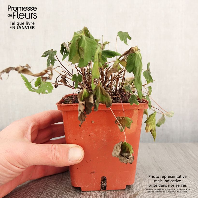 Amostra de Anémona-do-japão Snow Angels - Anemone hupehensis Vaso de 1 L/1,5 L tal como entregue no inverno