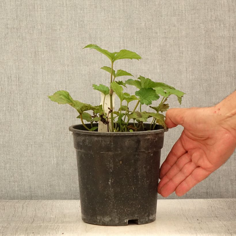 Amostra de Anémona-do-japão Andrea Atkinson - Anemone × hybrida Vaso de 2 L/3 L tal como entregue no verão