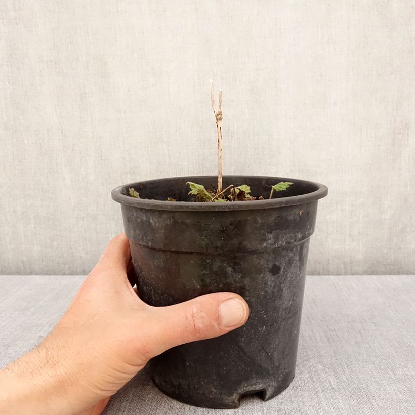 Amostra de Anémona-do-japão Andrea Atkinson - Anemone × hybrida Vaso de 2 L/3 L tal como entregue na primavera