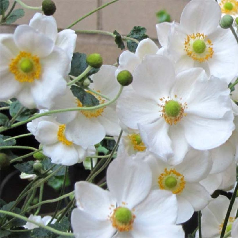 Anémona-do-japão Honorine Jobert - Anemone × hybrida (Floração)