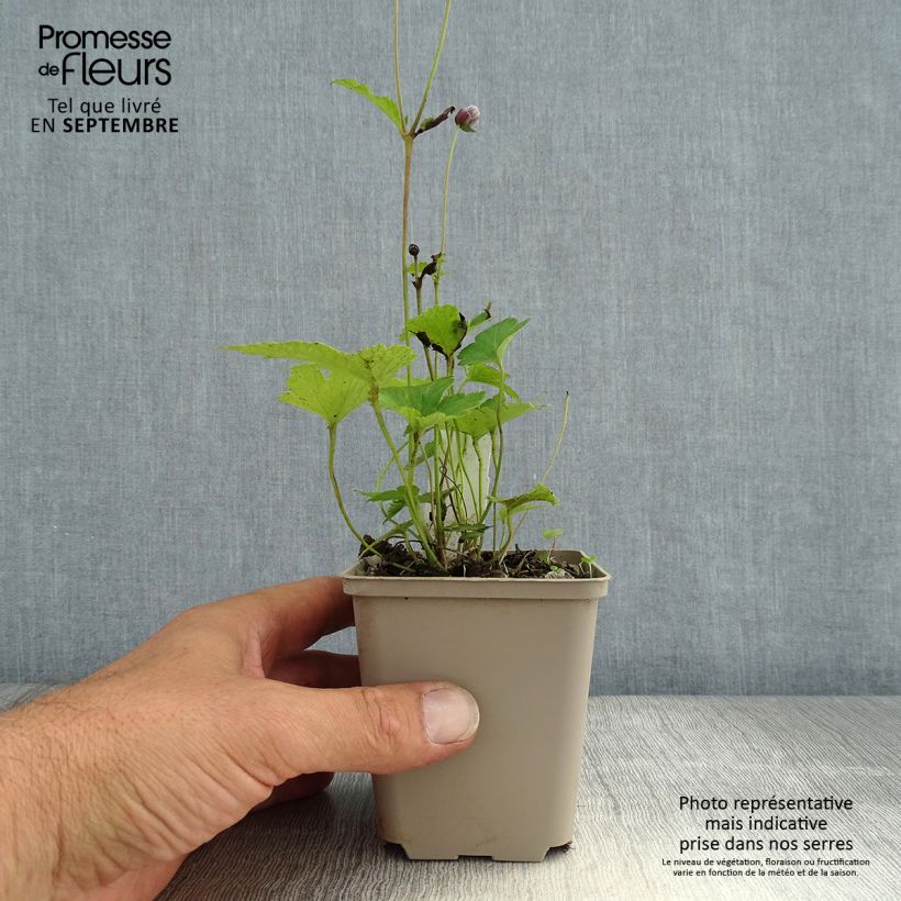Amostra de Anémona-do-japão Margarete - Anemone × hybrida Vaso de 8/9 cm tal como entregue no verão
