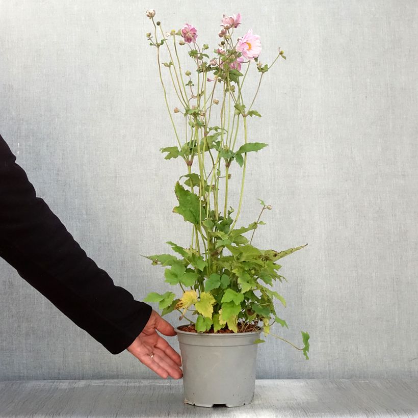 Amostra de Anémona-do-japão Mont Rose - Anemone × hybrida Vaso de 3 L/4 L tal como entregue no outono