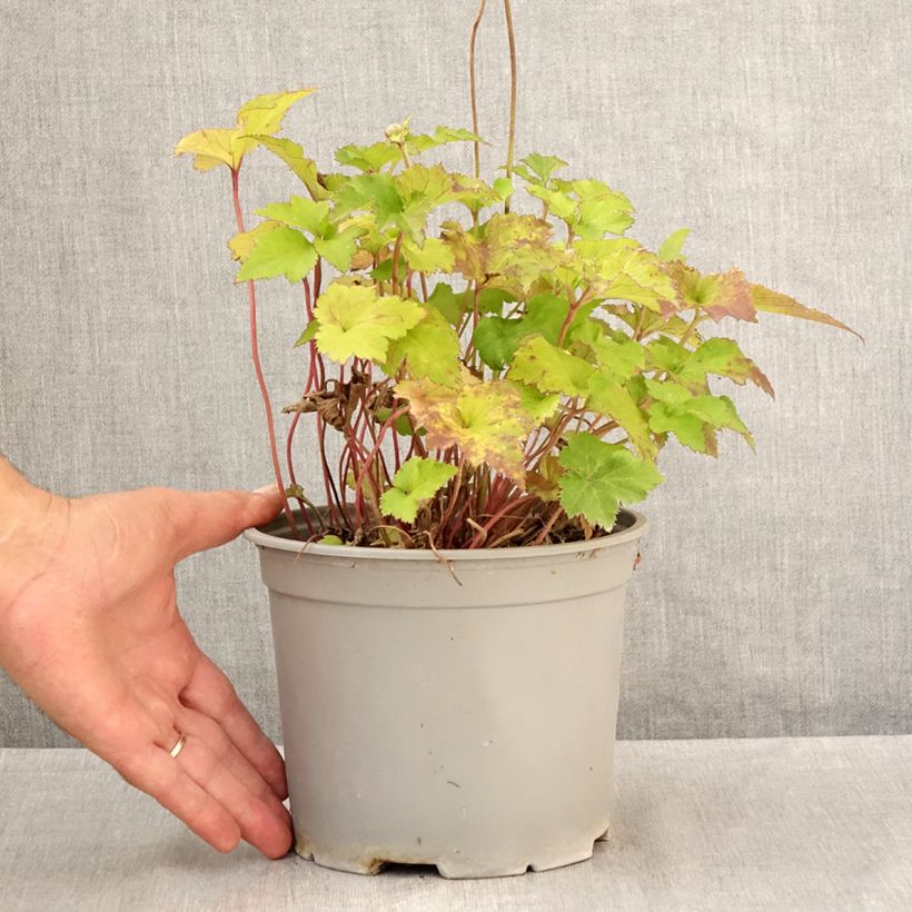 Amostra de Anémona-do-japão Mont Rose - Anemone × hybrida Vaso de 3 L/4 L tal como entregue no verão