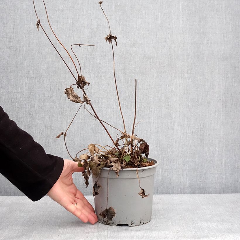 Amostra de Anémona-do-japão Mont Rose - Anemone × hybrida Vaso de 3 L/4 L tal como entregue no inverno