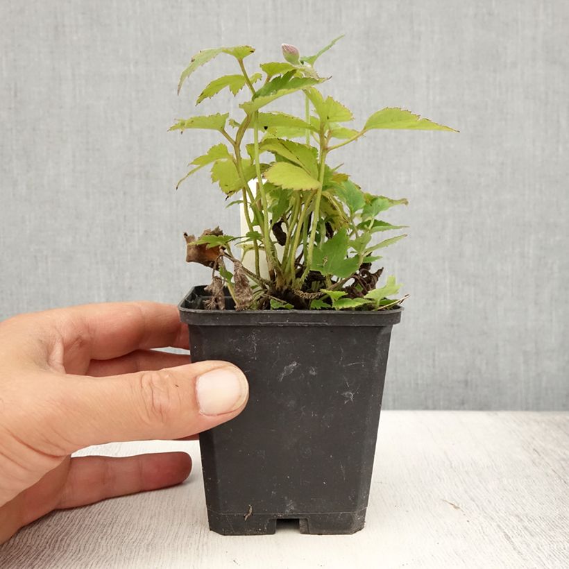 Amostra de Anémona-do-japão Pretty Lady Susan - Anemone hupehensis Vaso de 8/9 cm tal como entregue no verão