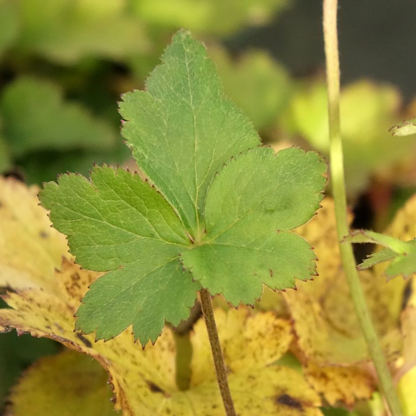 Anémona-do-japão Regal Swan - Anemone (Folhagem)