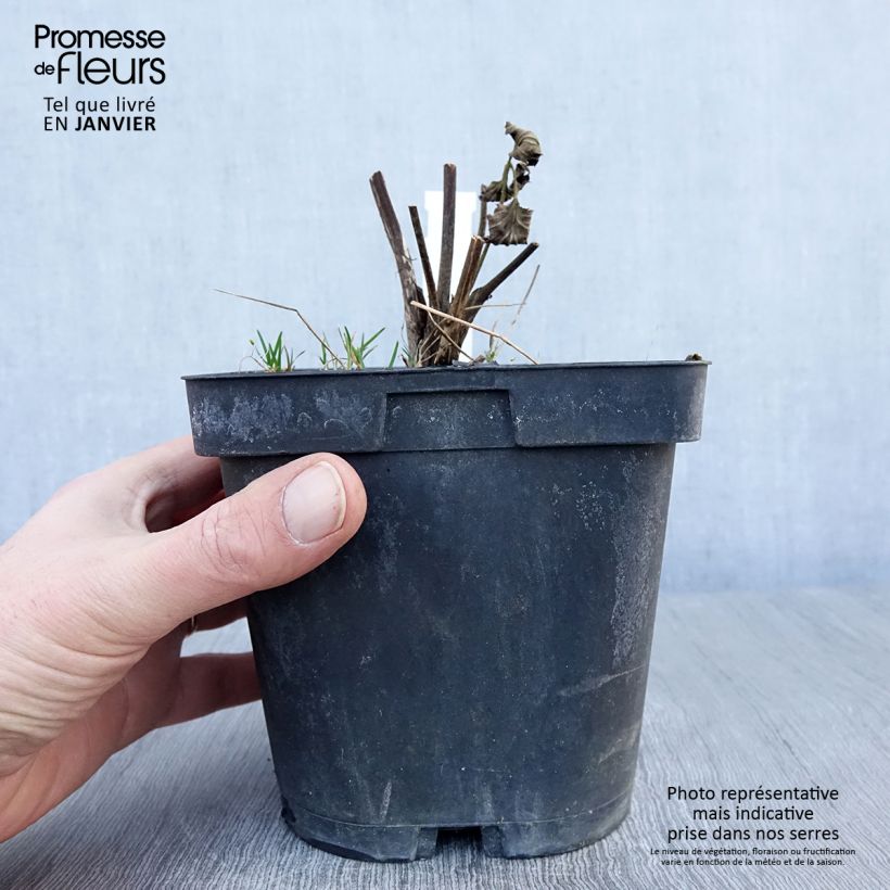 Amostra de Anémona-do-japão Reine Charlotte - Anemone × hybrida Vaso de 2 L/3 L tal como entregue no inverno