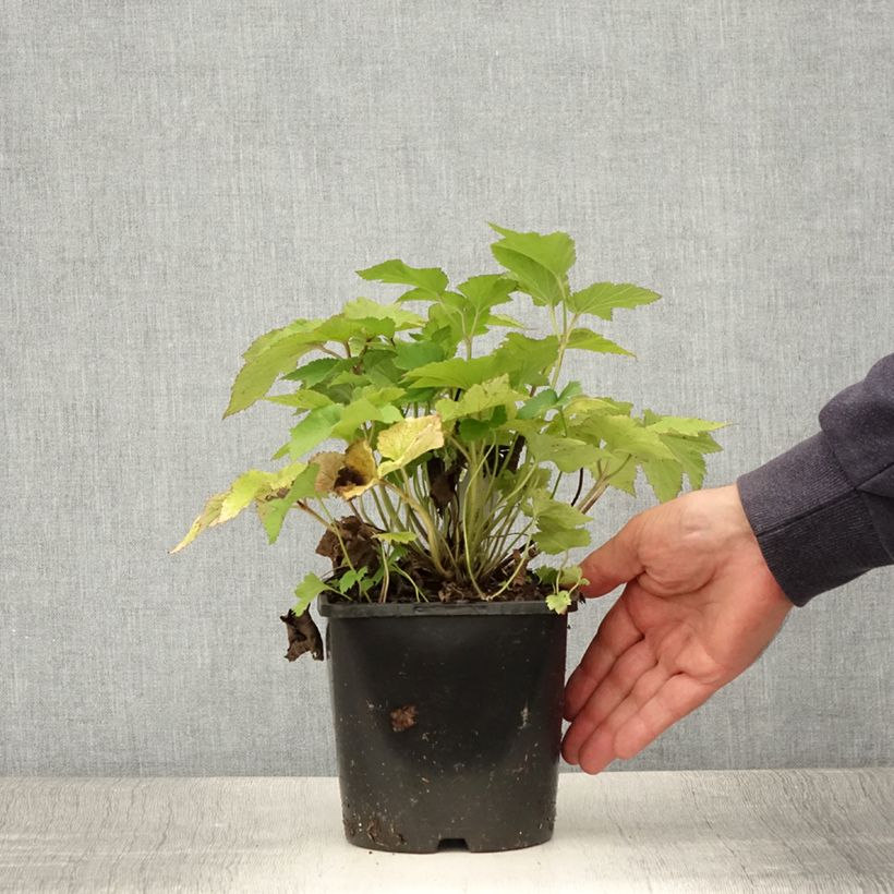 Amostra de Anémona-do-japão Splendens - Anemone hupehensis var. japonica Vaso de 2 L/3 L tal como entregue no verão