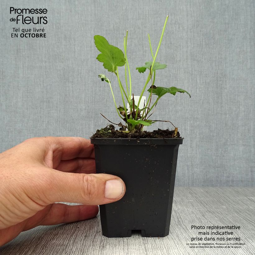 Amostra de Anémona-do-japão Serenade Vaso de 8/9 cm tal como entregue no outono