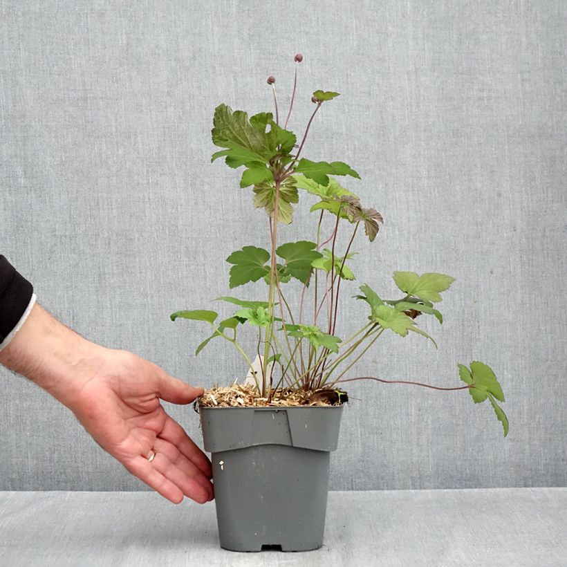 Amostra de Anémona-do-japão Serenade Vaso de 2 L/3 L tal como entregue no outono