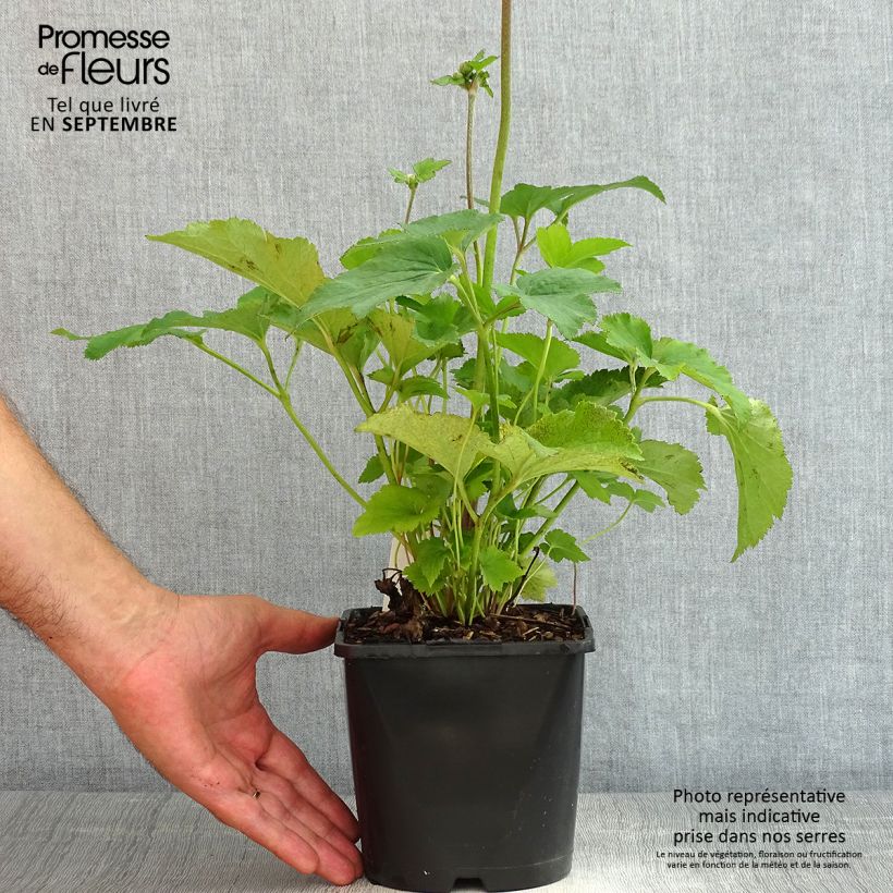 Amostra de Anémona-do-japão Serenade - Anemone × hybrida Vaso de 2 L/3 L tal como entregue no verão