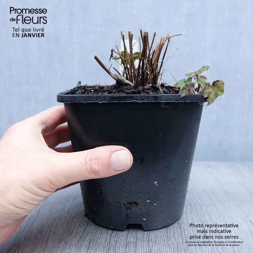 Amostra de Anémona-do-japão Serenade - Anemone × hybrida Vaso de 2 L/3 L tal como entregue no inverno