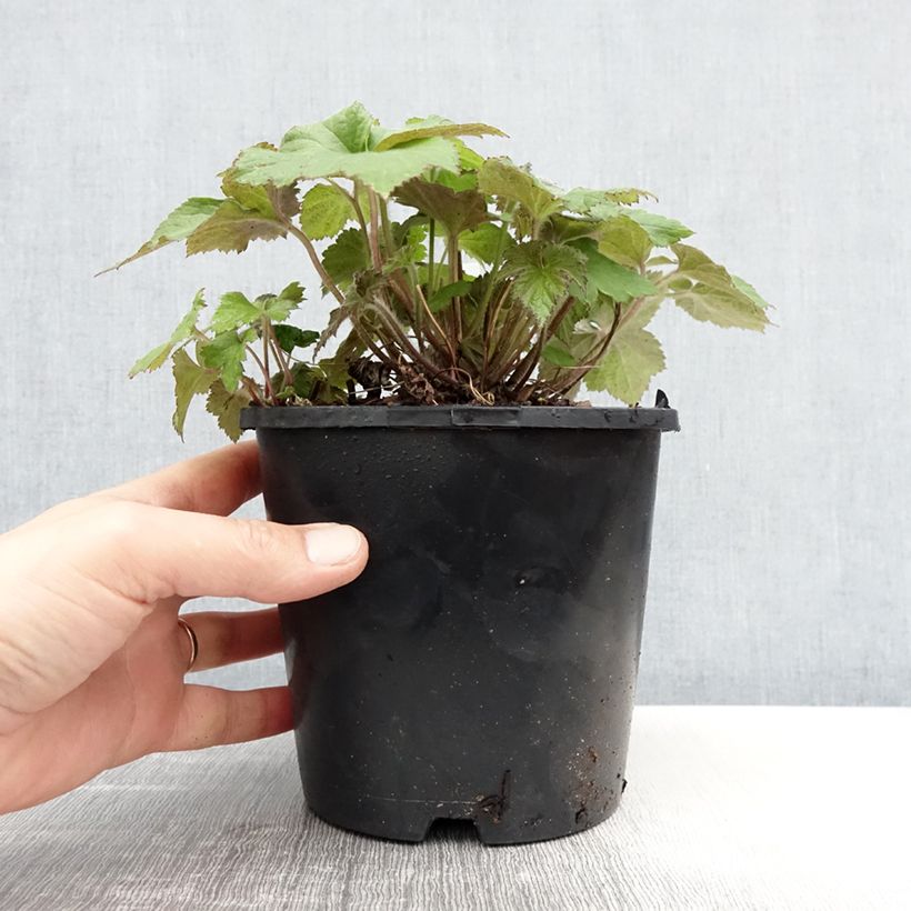 Amostra de Anémona-do-japão Serenade - Anemone × hybrida Vaso de 2 L/3 L tal como entregue na primavera