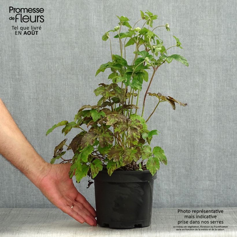 Amostra de Anémona-do-japão Whirlwind - Anemone × hybrida Vaso de 1,5 L/2 L tal como entregue no verão